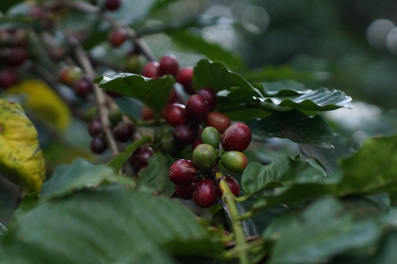 Arusha Villa Karamu Coffee Estate Usa River ภายนอก รูปภาพ